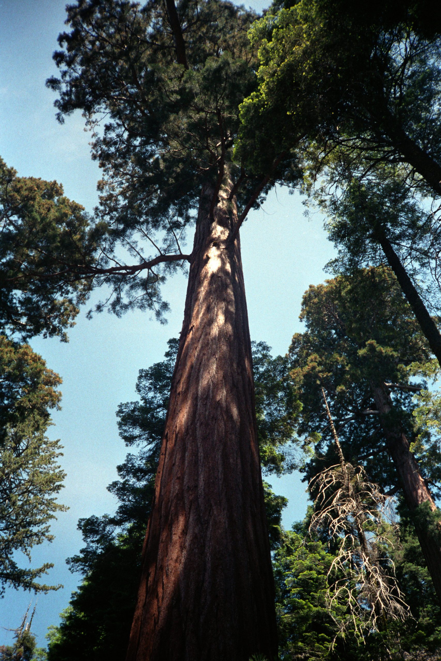 - Sequoia National Park - California - USA