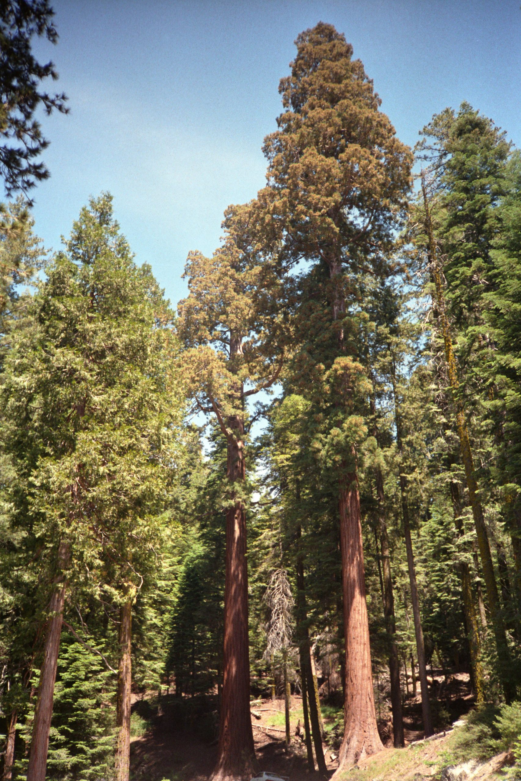 - Sequoia National Park - California - USA