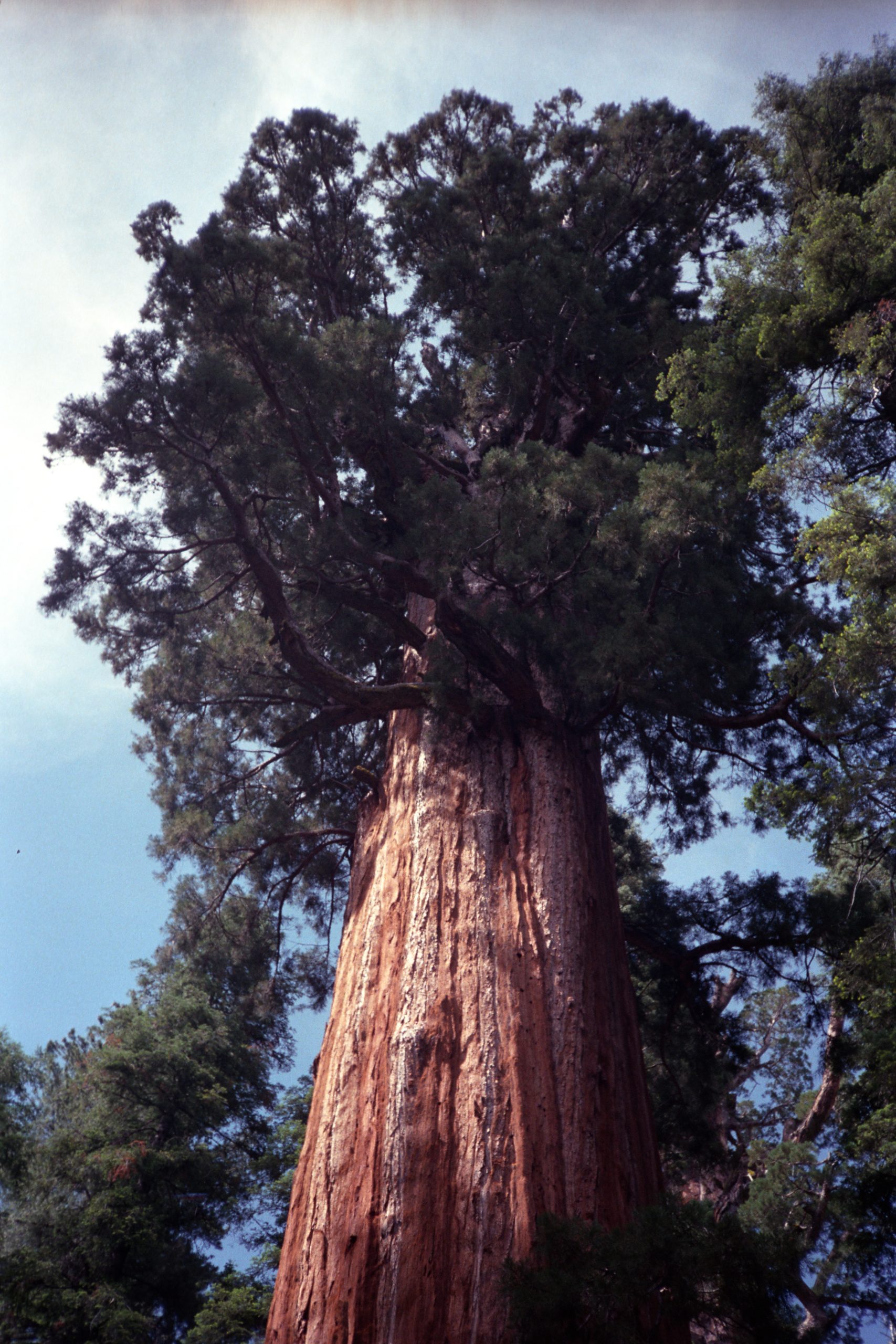 - Sequoia National Park - California - USA