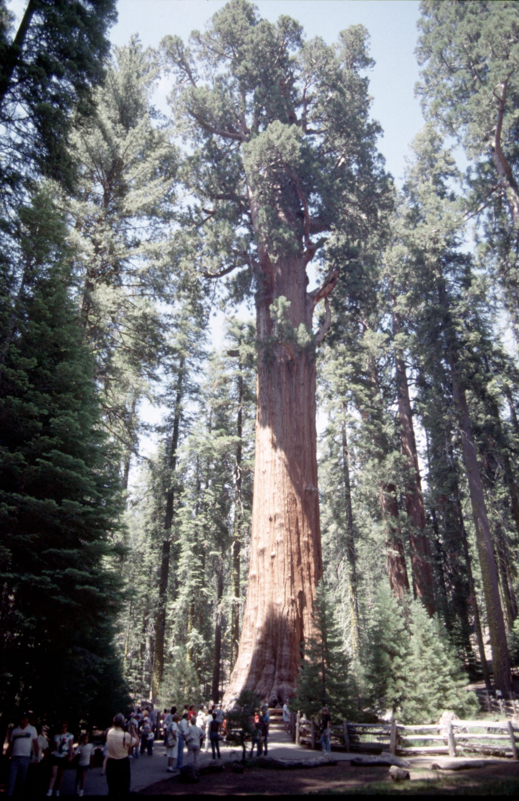 - Sequoia National Park - California - USA