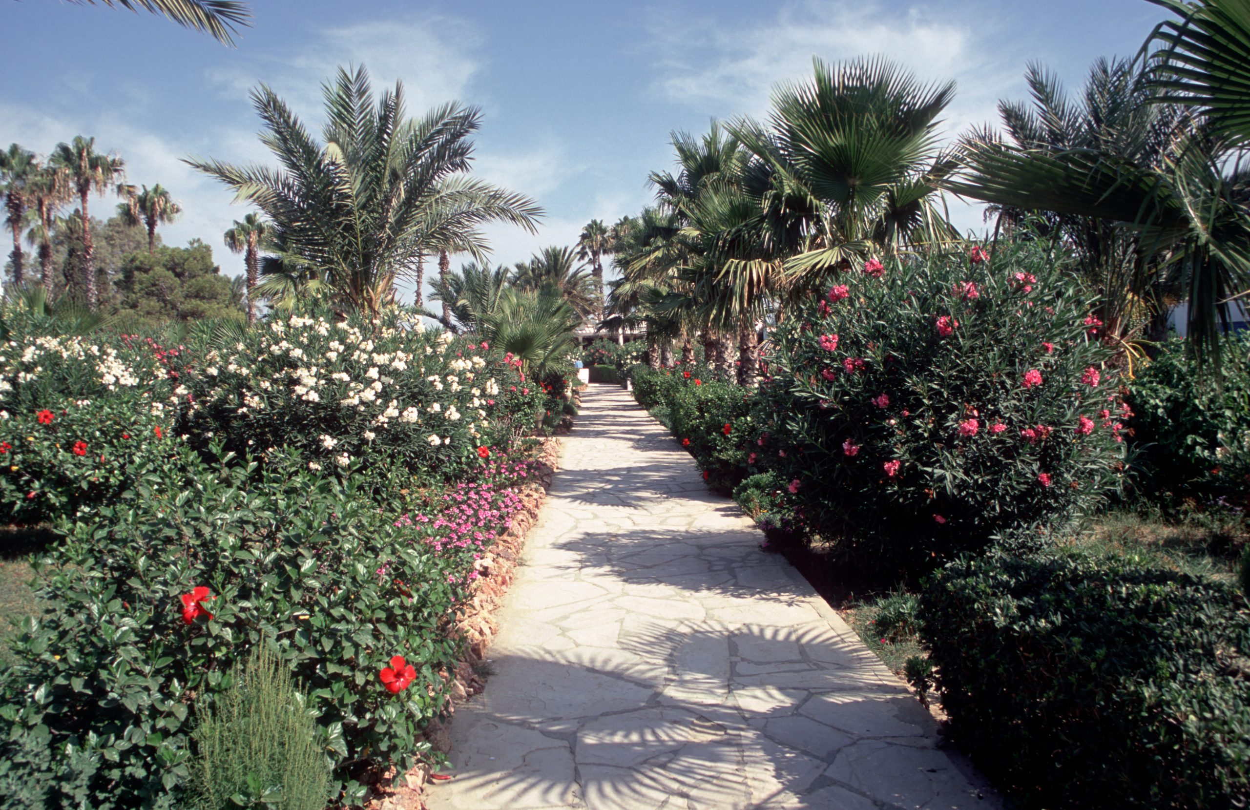 - Hammamet -  - Tunisia