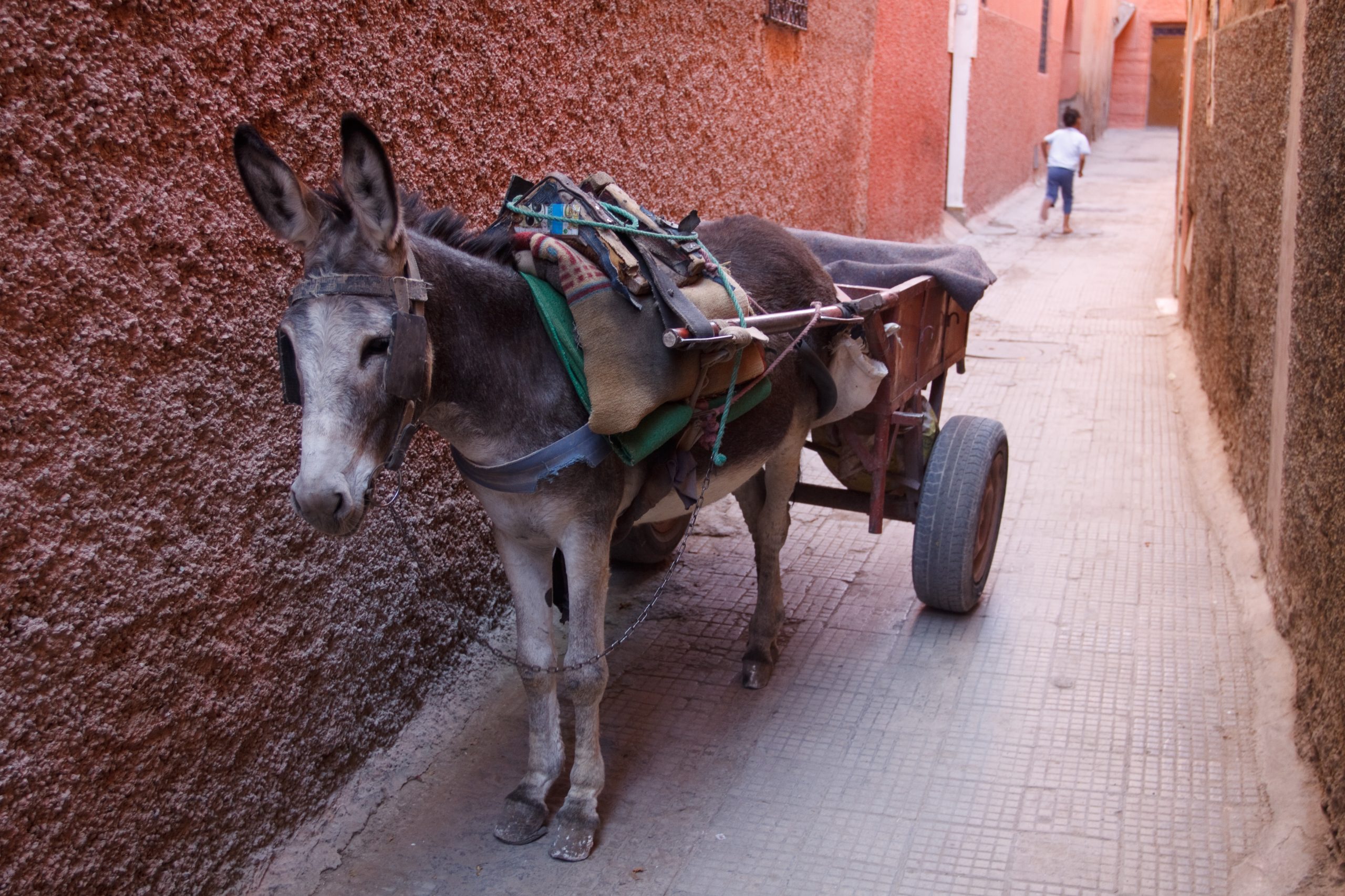 Derb Tizougarine - Marrakech -  - Morocco