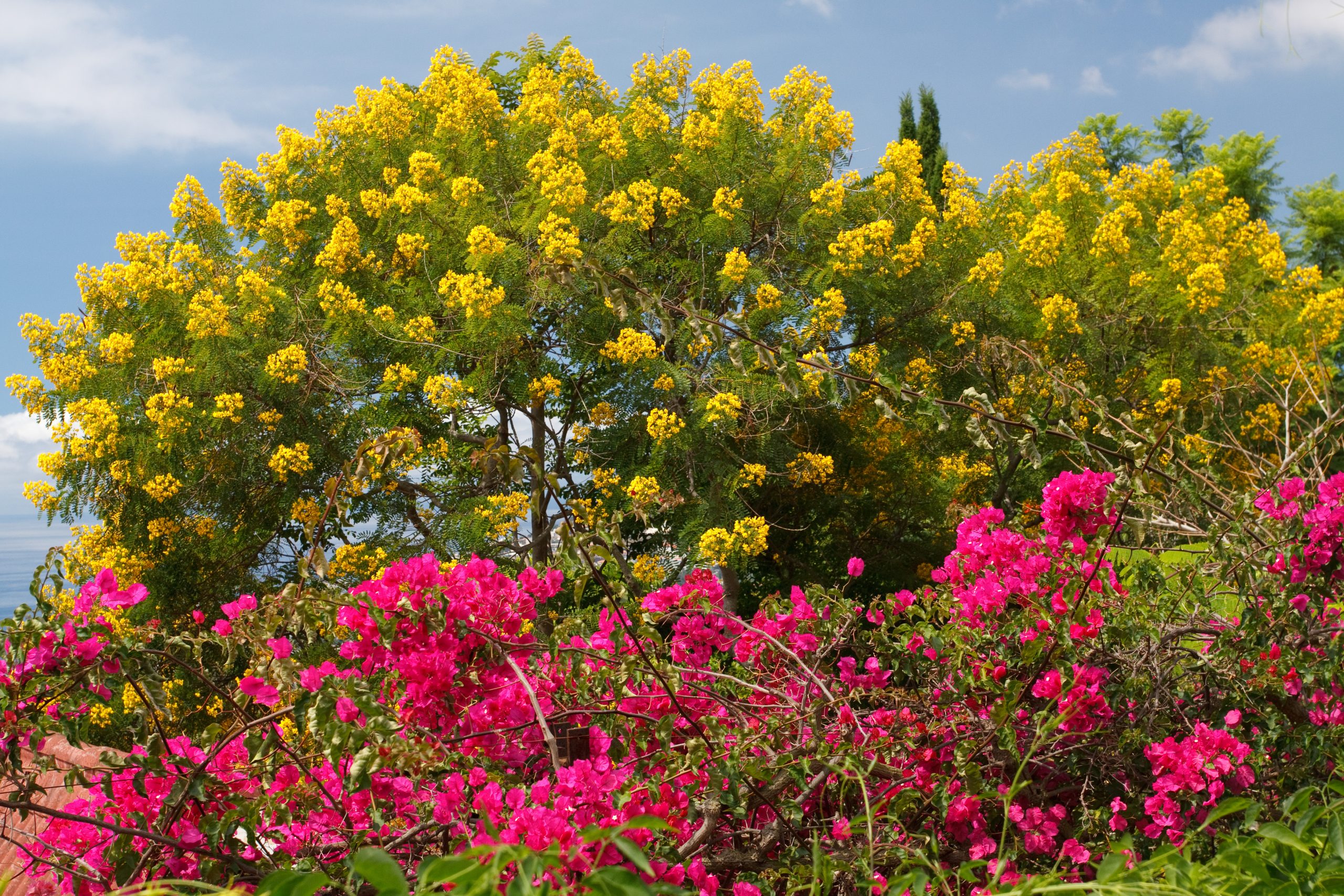 Jardim Botanico - Monte - Madeira - Portugal