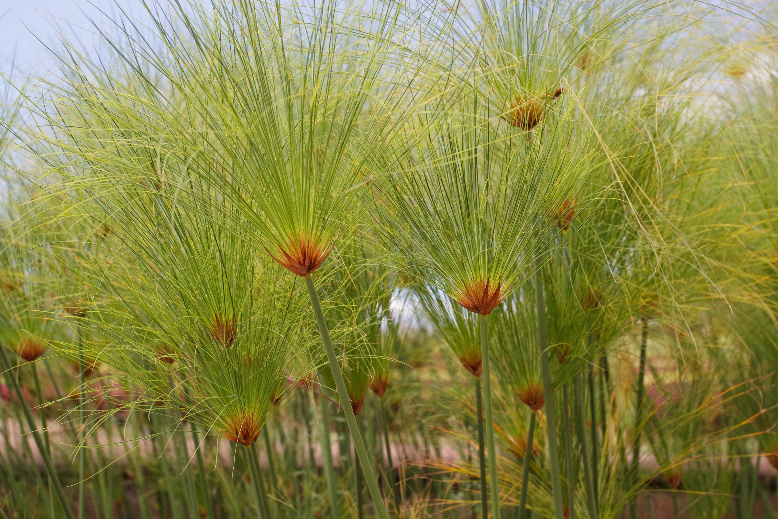 Jardim Botanico - Monte - Madeira - Portugal