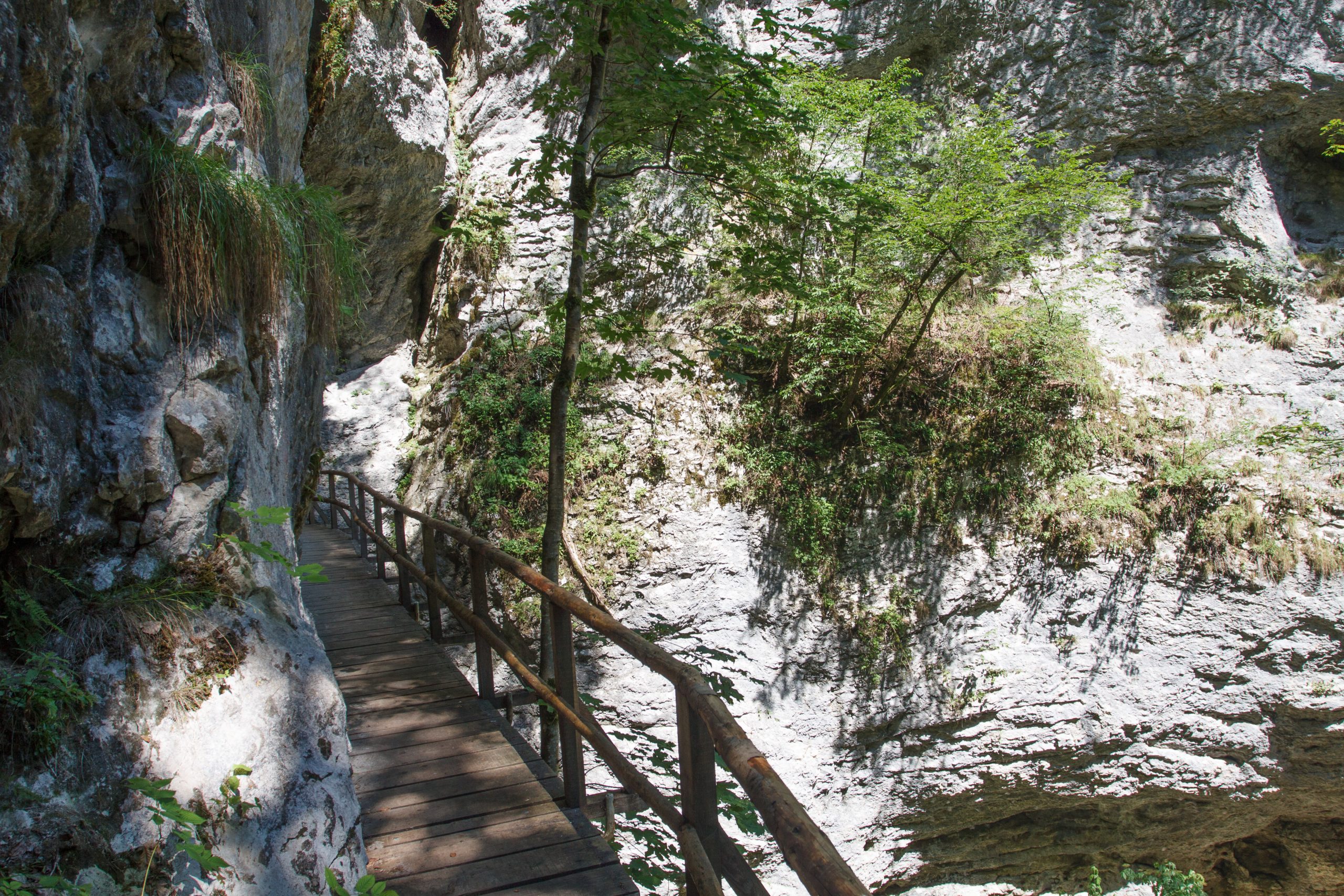 Pokljuka Gorge - Krnica -  - Slovenia