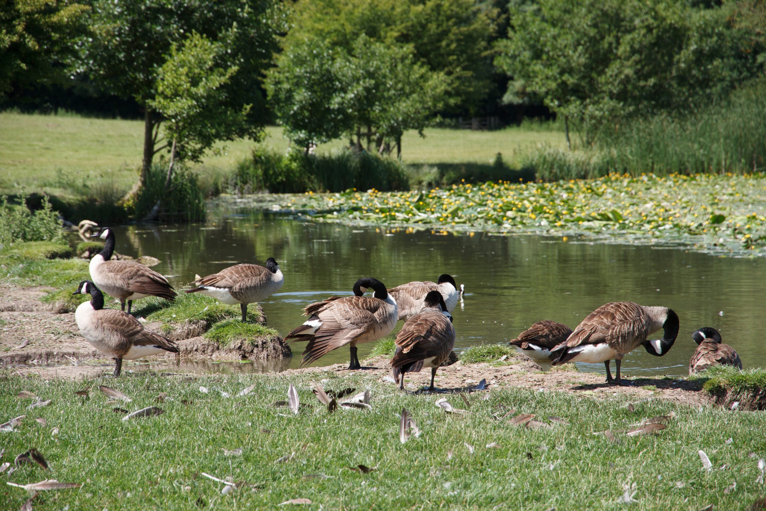 Wimpole Hall - Arrington - Cambridgeshire - England