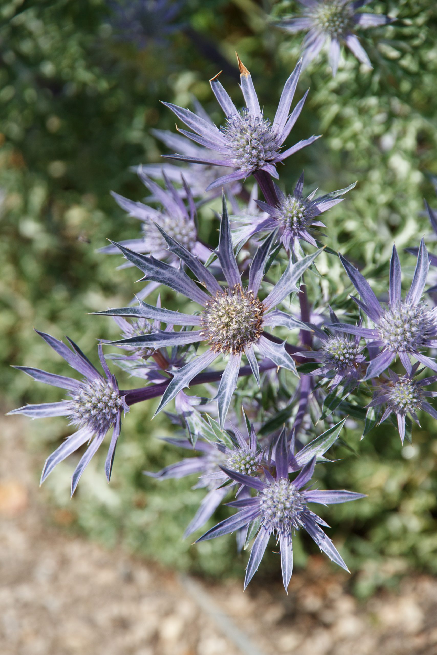 Wimpole Hall - Arrington - Cambridgeshire - England