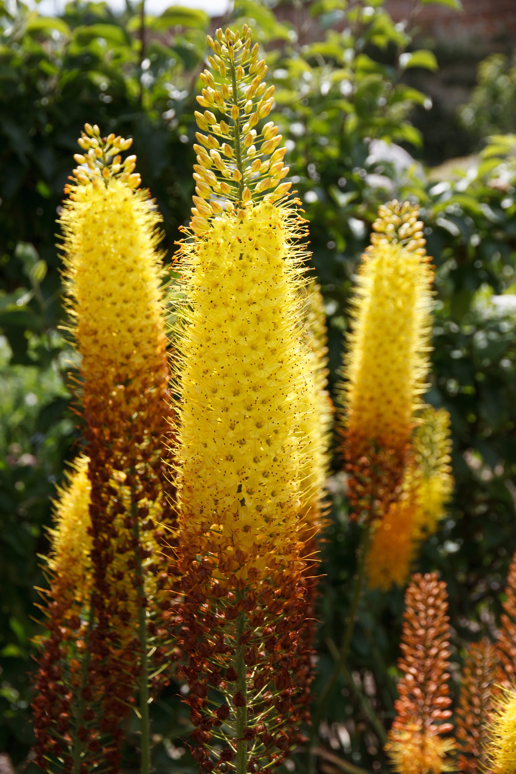 Wimpole Hall - Arrington - Cambridgeshire - England