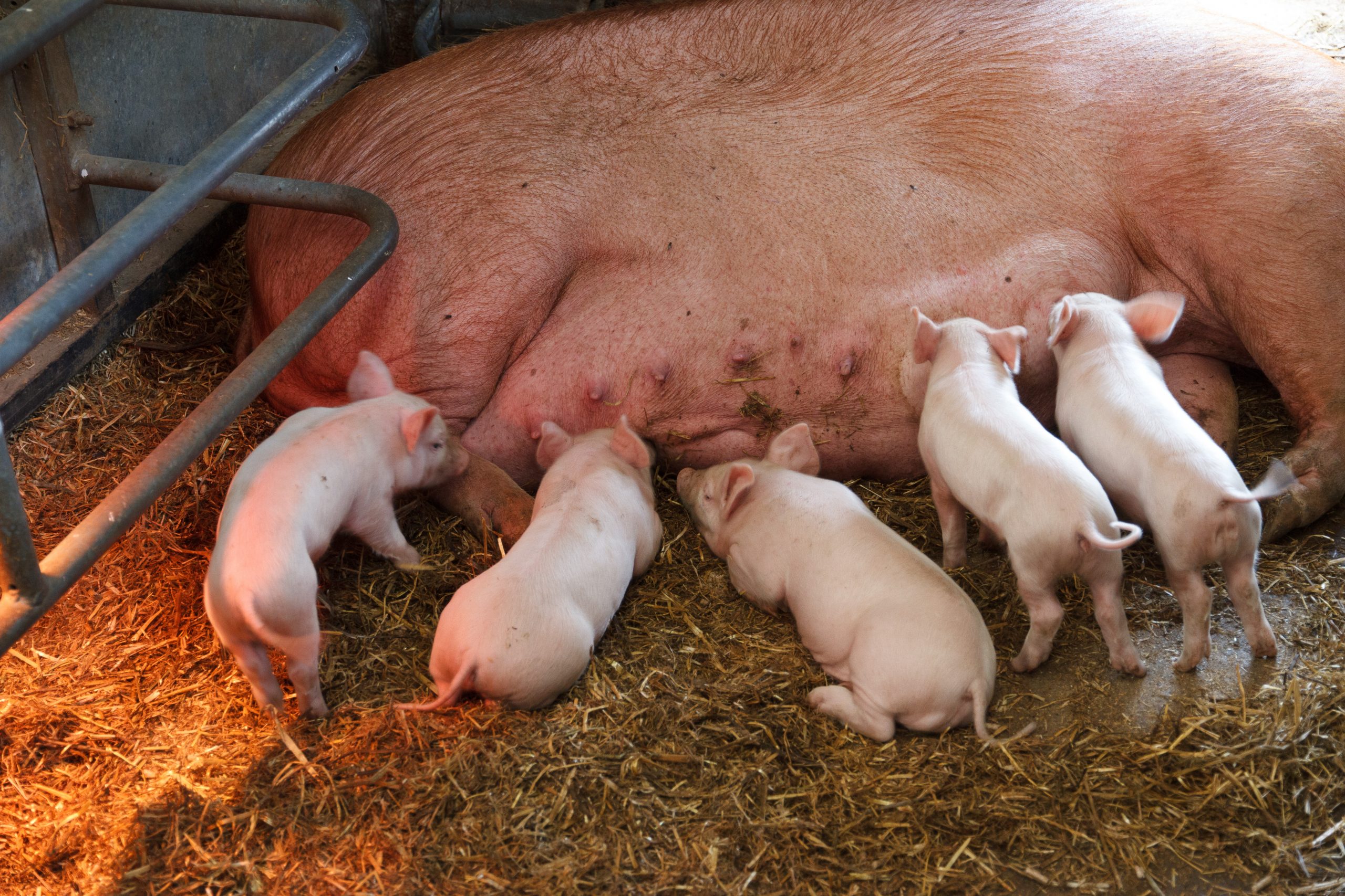 Wimpole Hall - Arrington - Cambridgeshire - England
