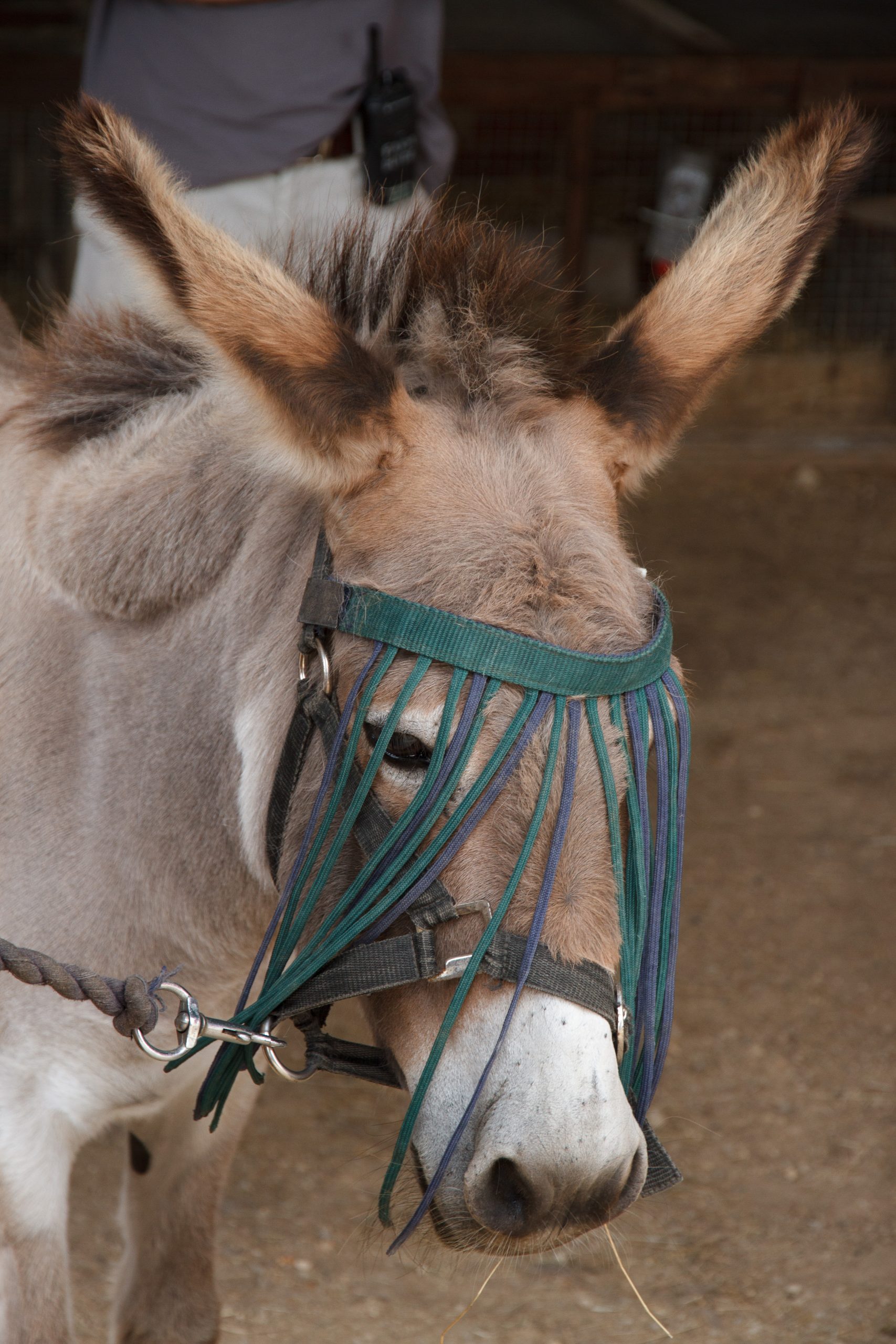 Wimpole Hall - Arrington - Cambridgeshire - England
