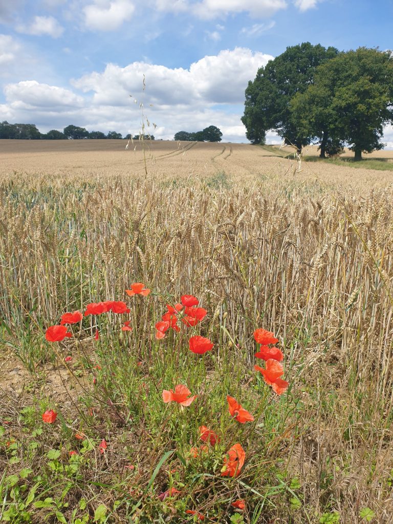 - Haultwick - Hertfordshire - England