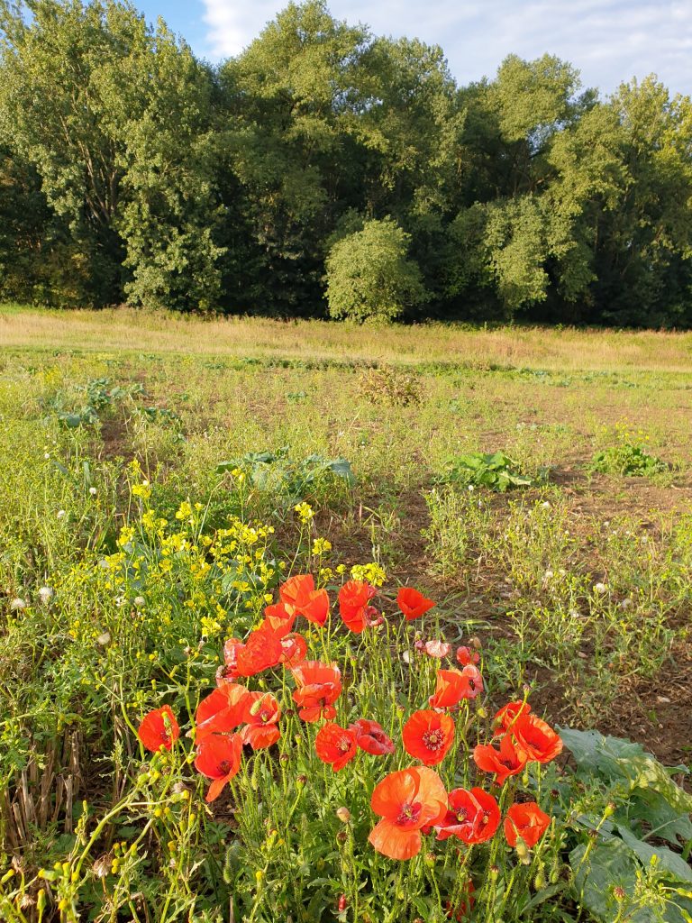 - Walkern - Hertfordshire - England