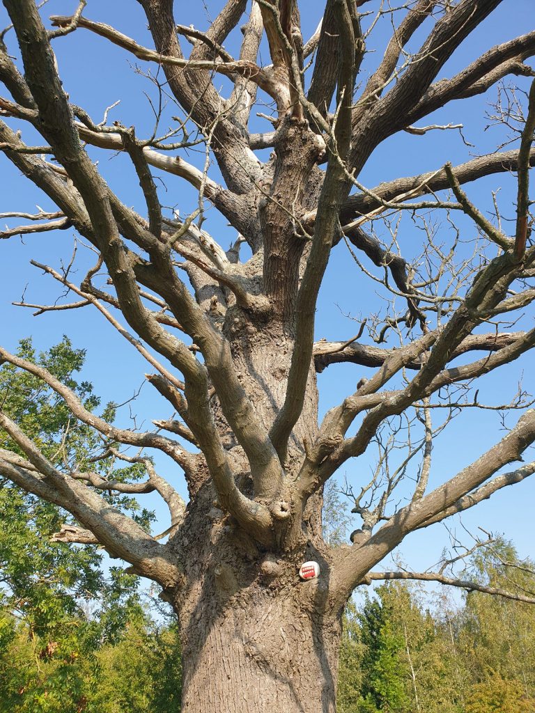 - Walkern - Hertfordshire - England