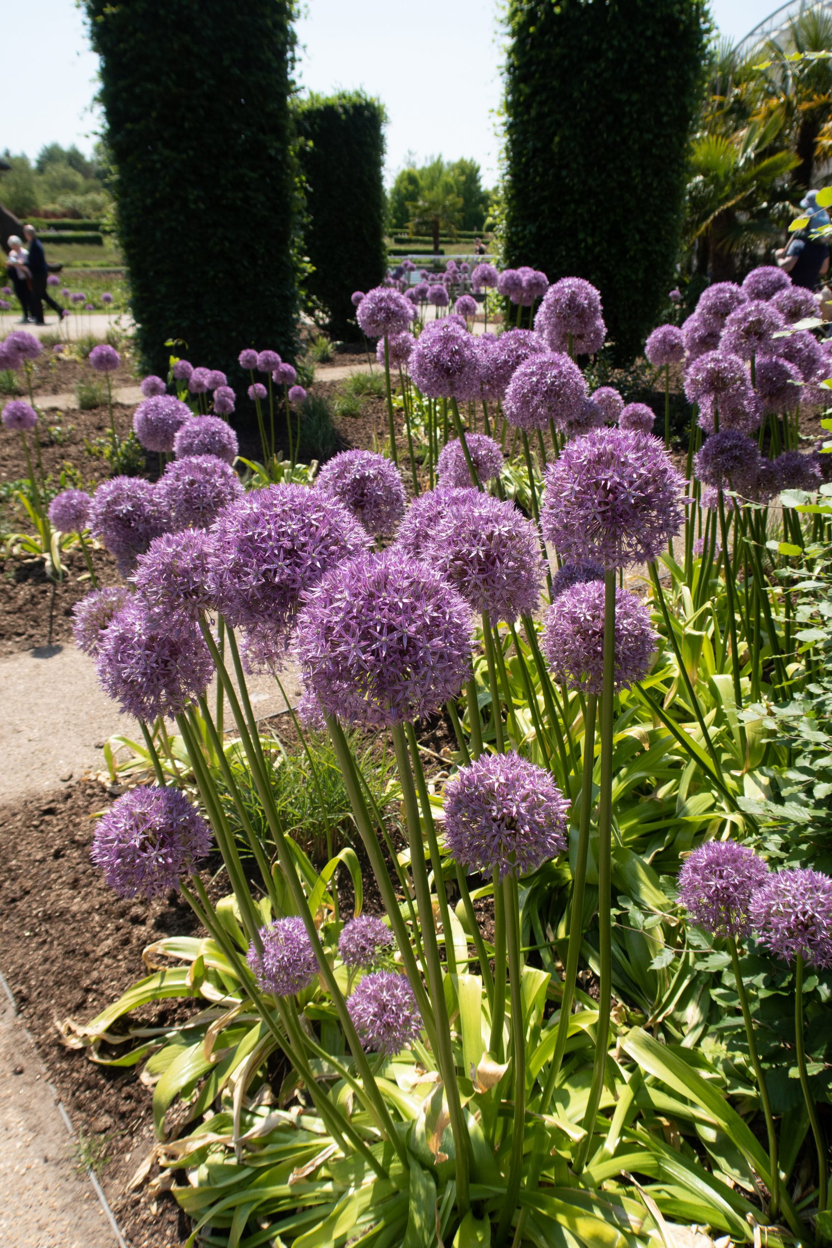 RHS Wisley - Woking - Surrey - England