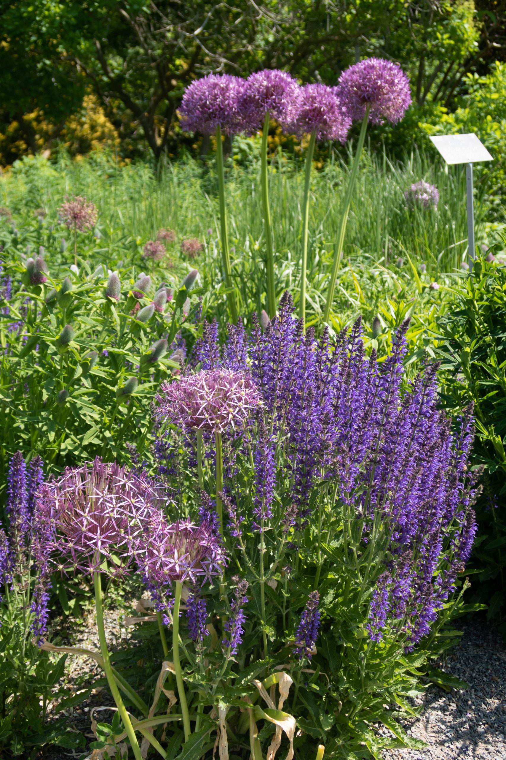 RHS Wisley - Woking - Surrey - England