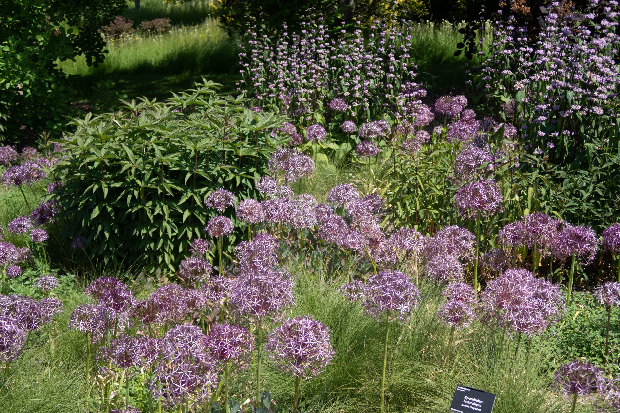 RHS Wisley - Woking - Surrey - England