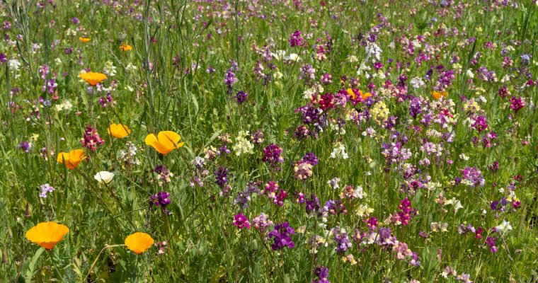 RHS Wisley – 4th June 2023