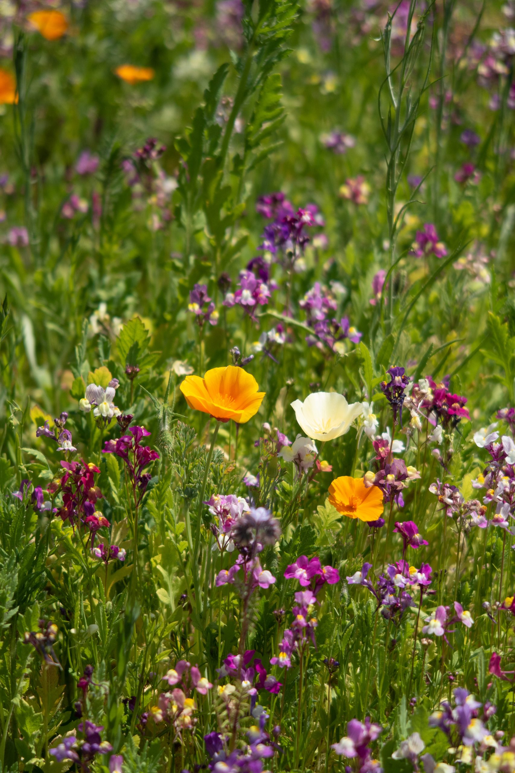 RHS Wisley - Woking - Surrey - England