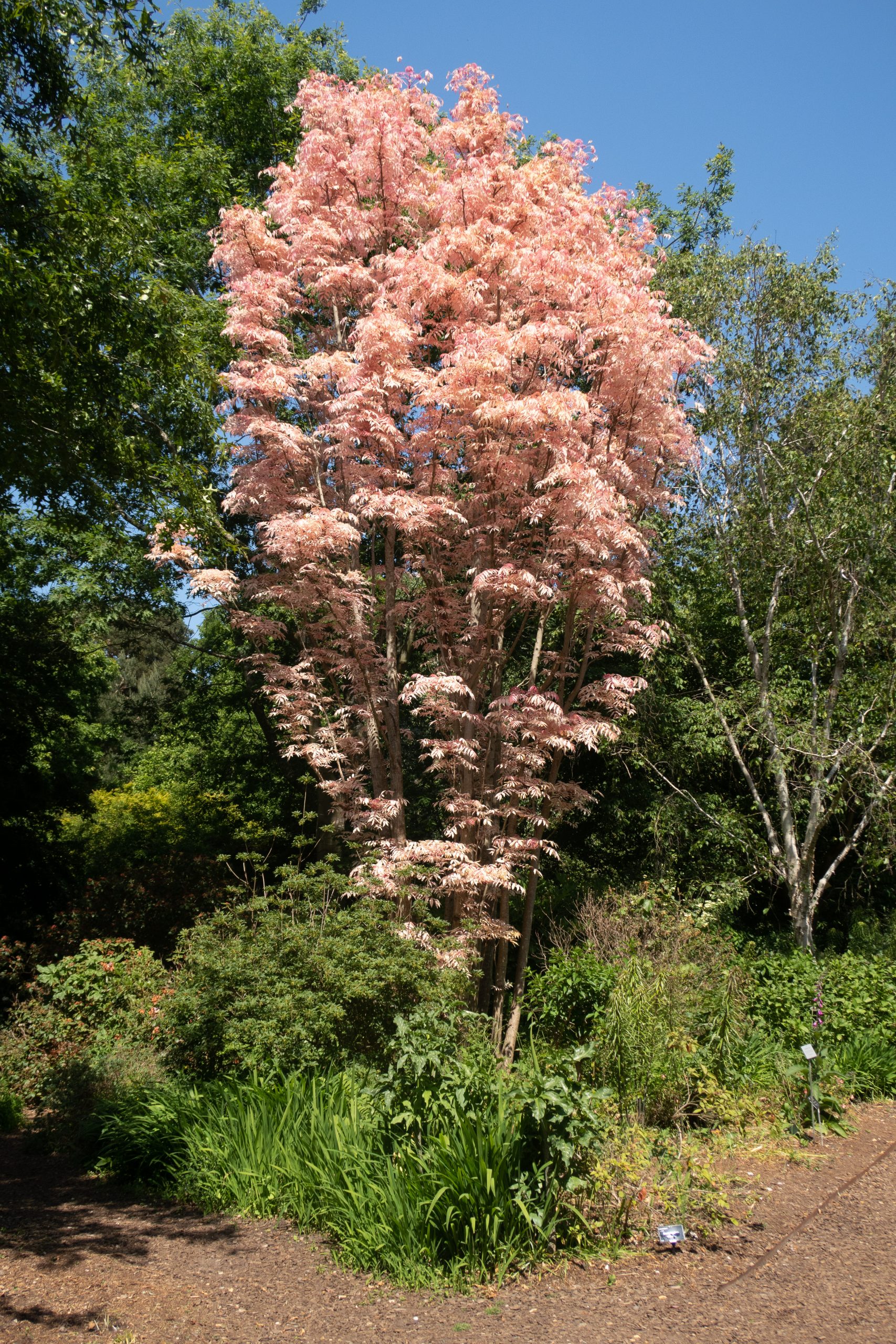 RHS Wisley - Woking - Surrey - England