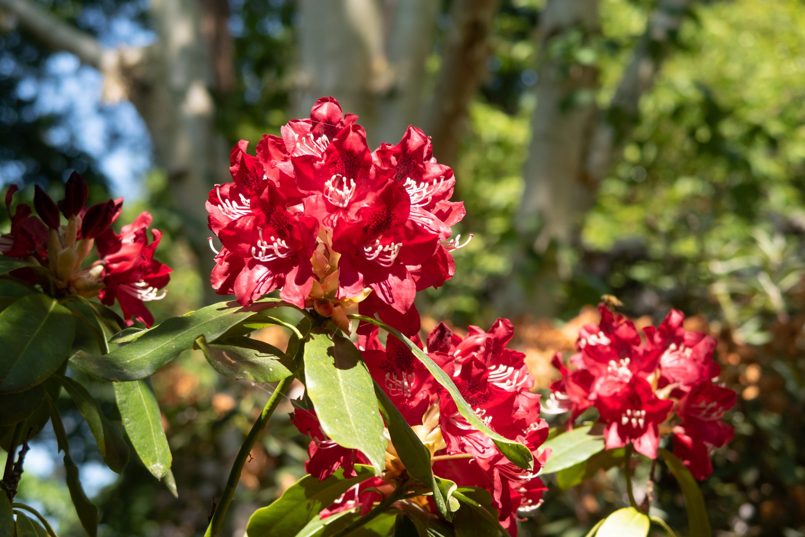 RHS Wisley - Woking - Surrey - England