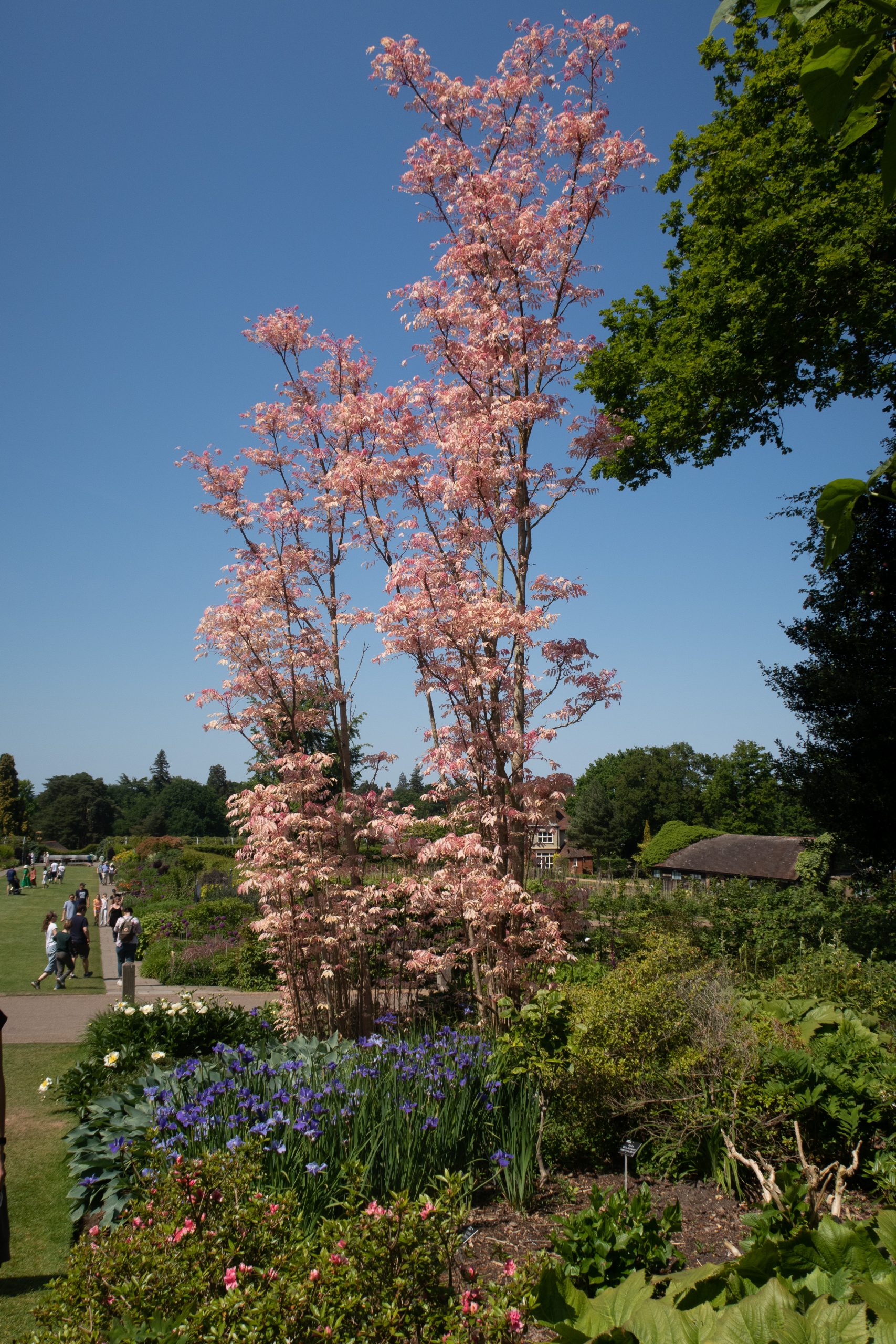 RHS Wisley - Woking - Surrey - England