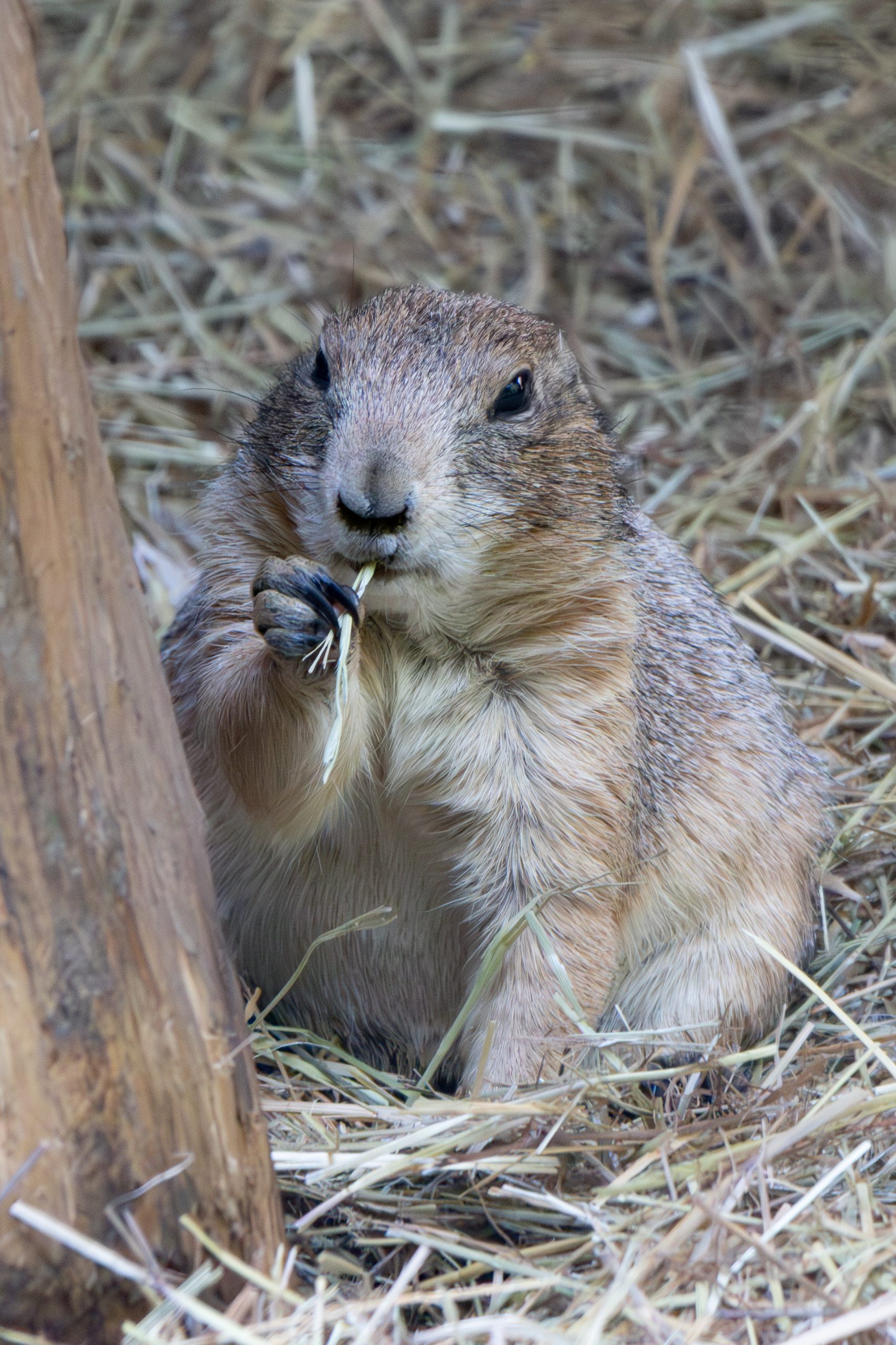 Parco Pallavicino - Stresa - Piedmont - Italy