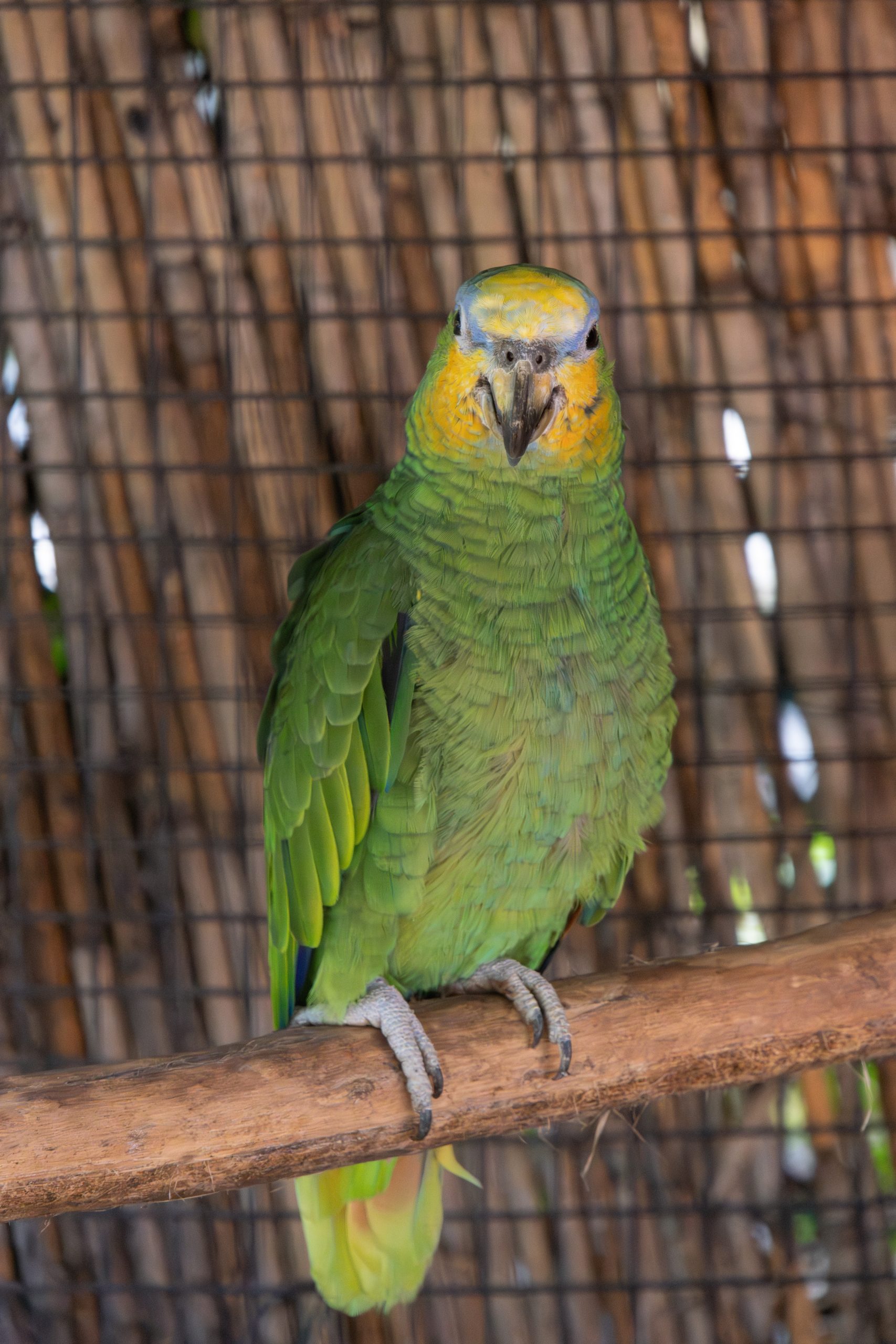 Parco Pallavicino - Stresa - Piedmont - Italy