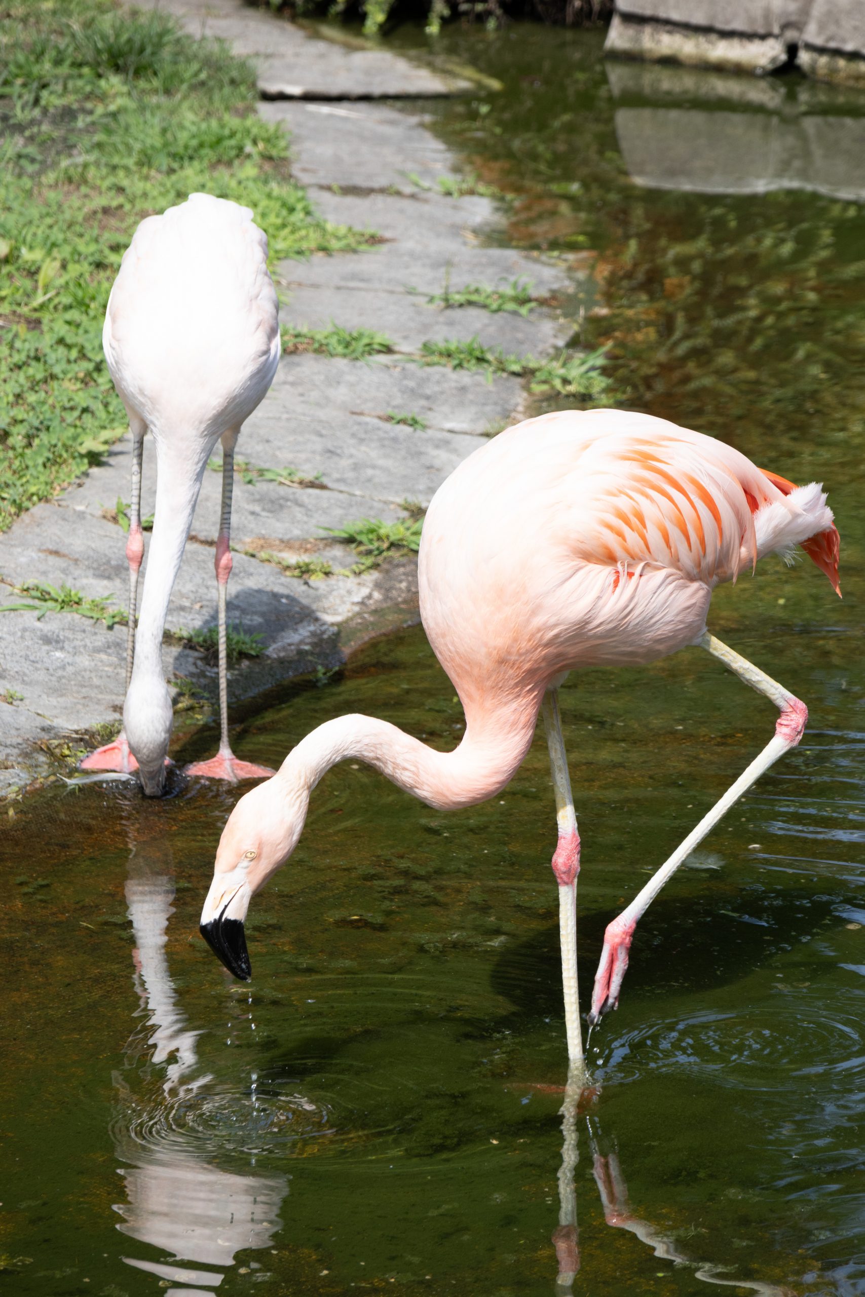 Parco Pallavicino - Stresa - Piedmont - Italy