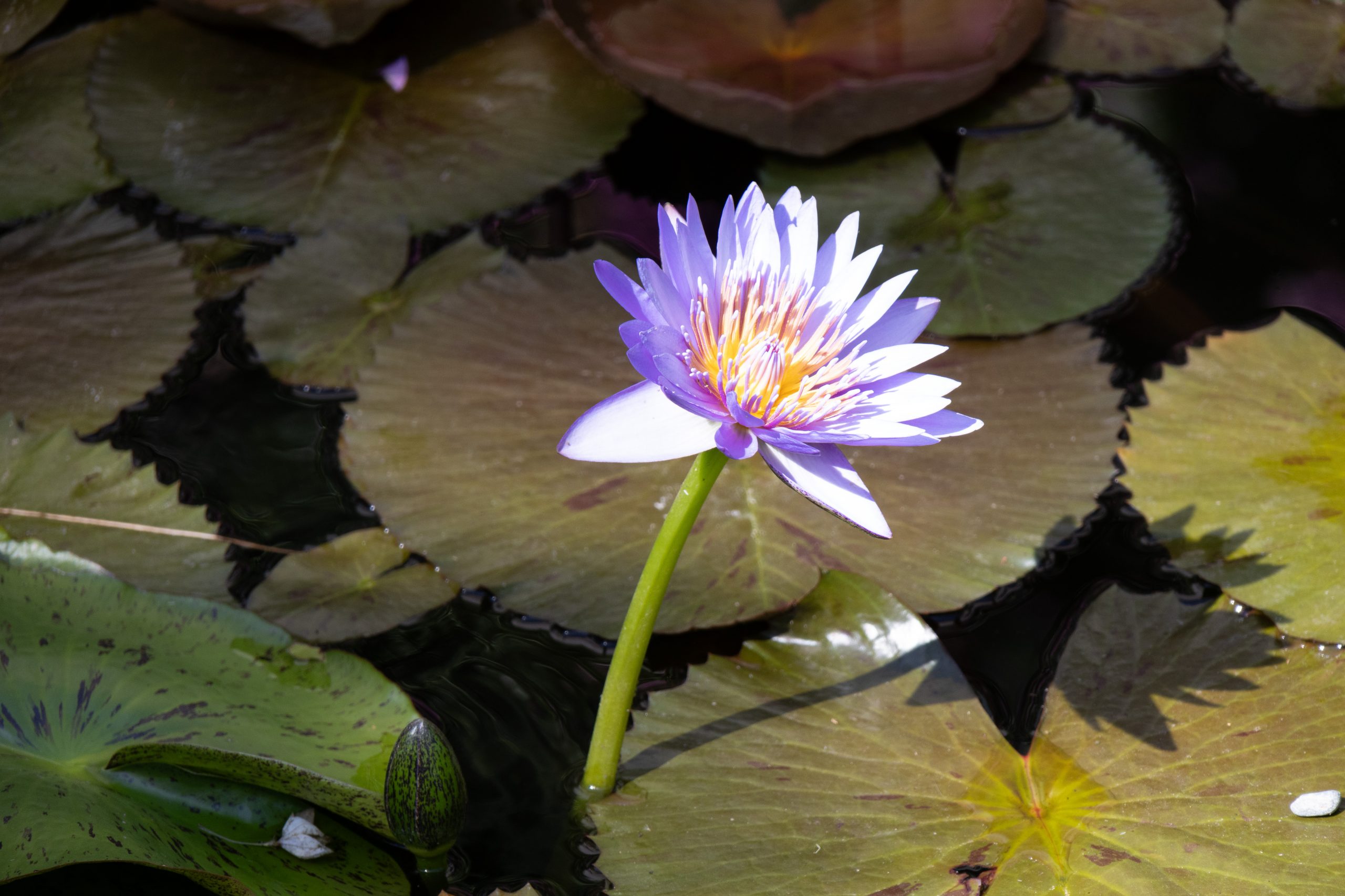 Isola Madre - Stresa - Piedmont - Italy
