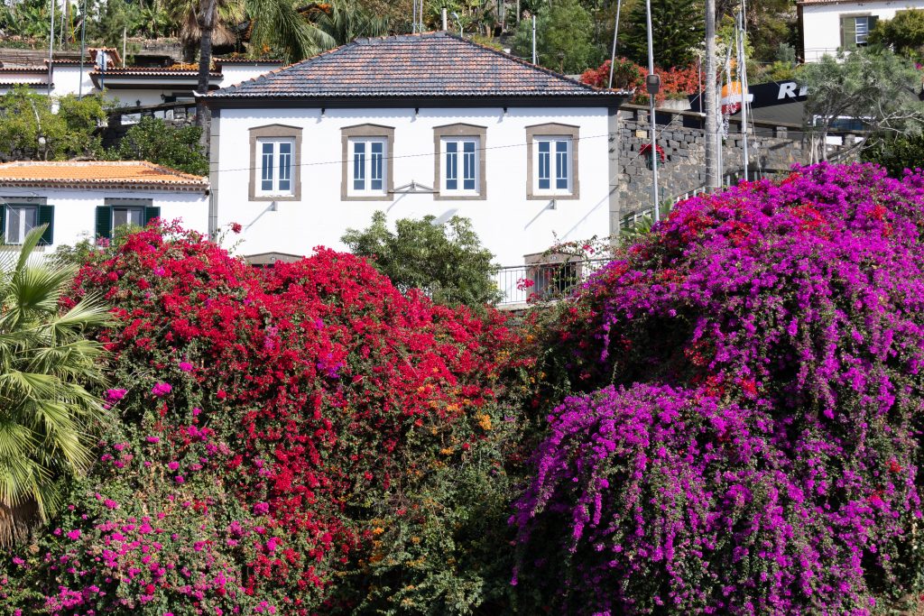 - Câmara de Lobos - Madeira - Portugal