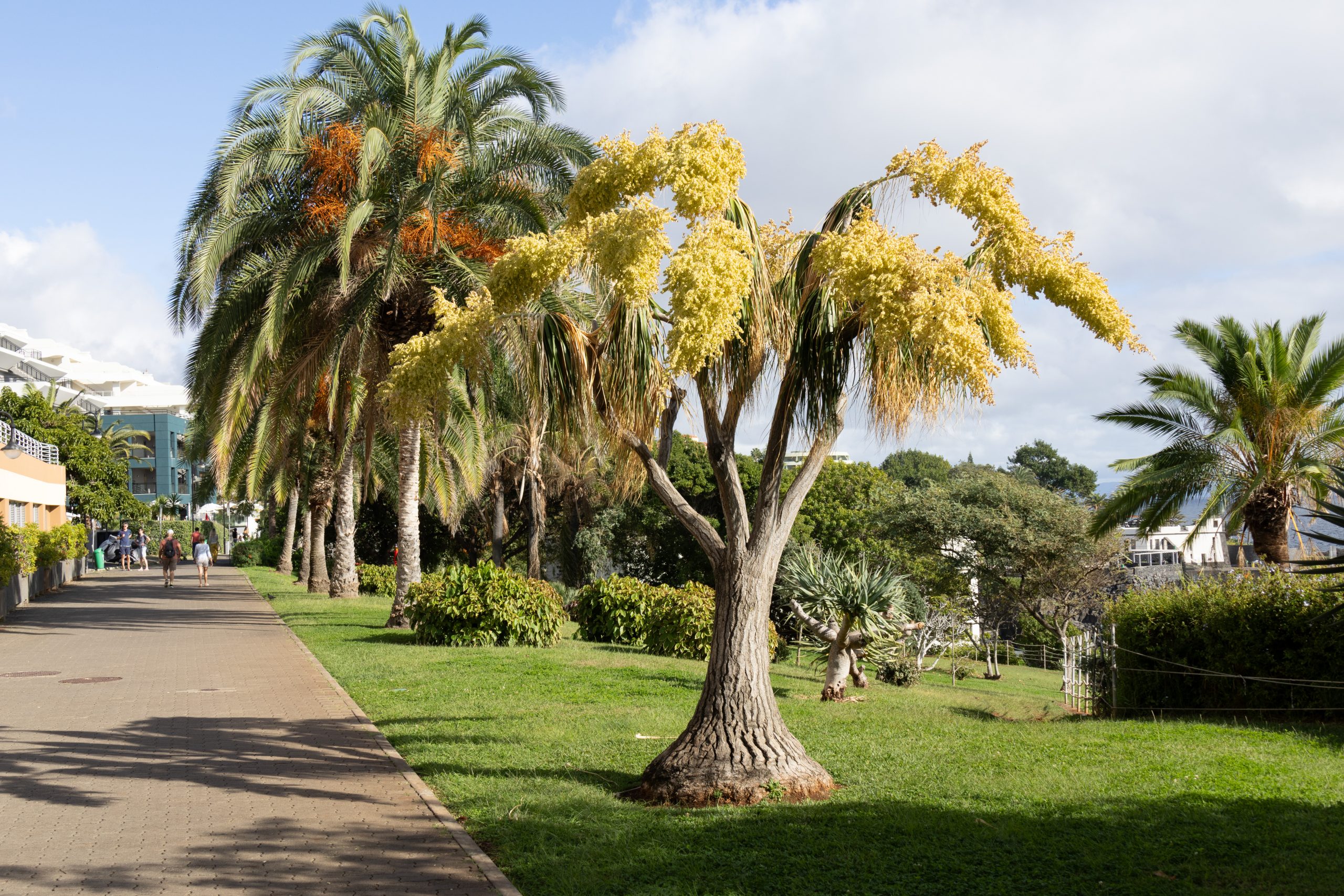Promenade do Lido - Funchal - Madeira - Portugal