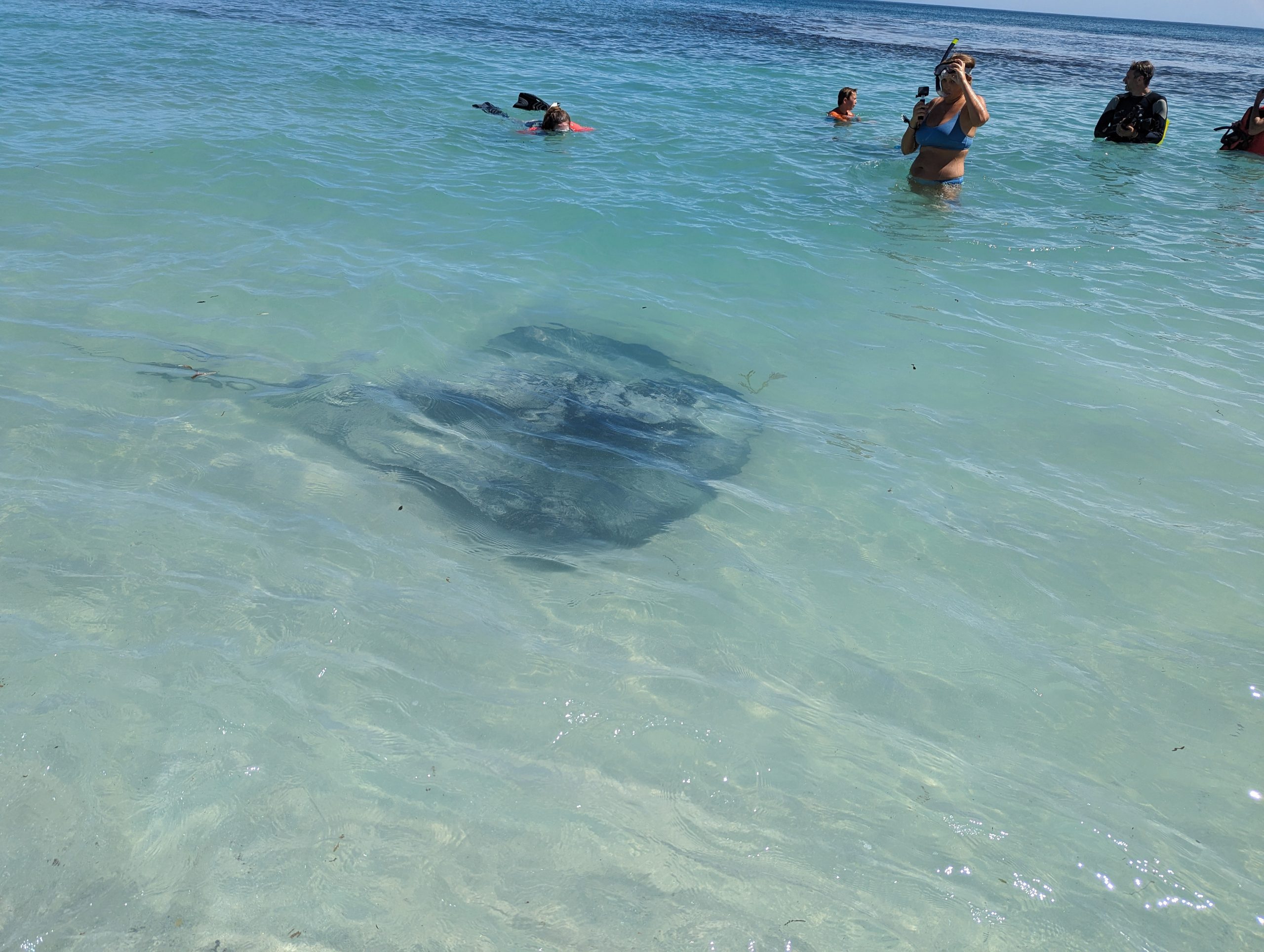 Stingray - Hamelin Bay - Western Australia - Australia