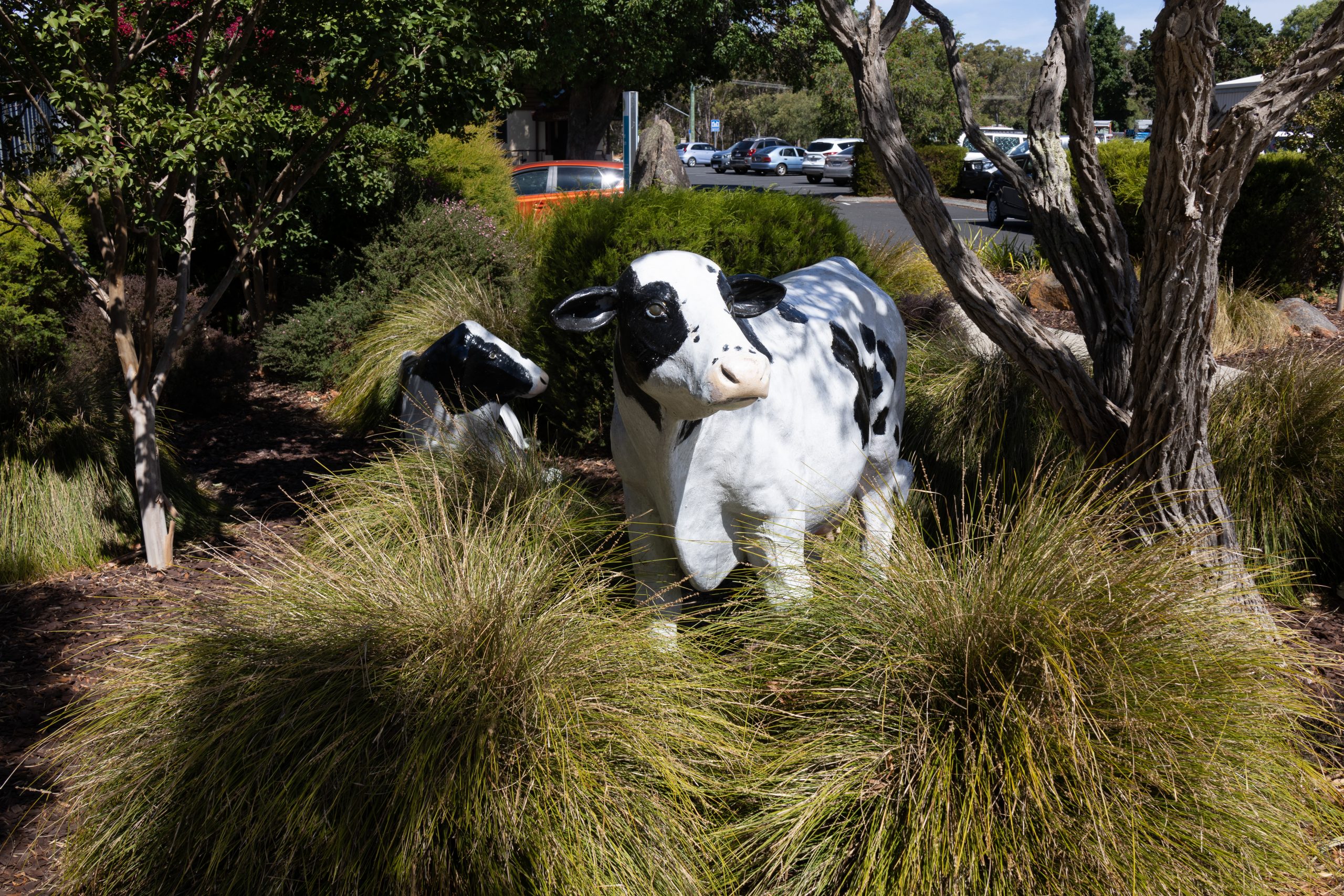 - Cowaramup - Western Australia - Australia