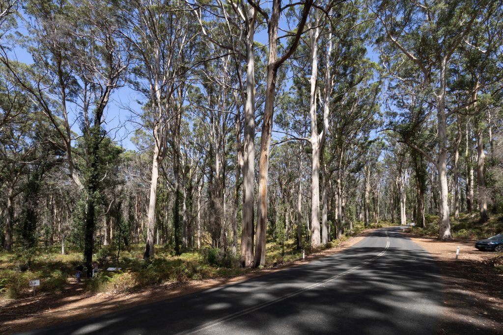 Boranup Forest - Boranup - Western Australia - Australia