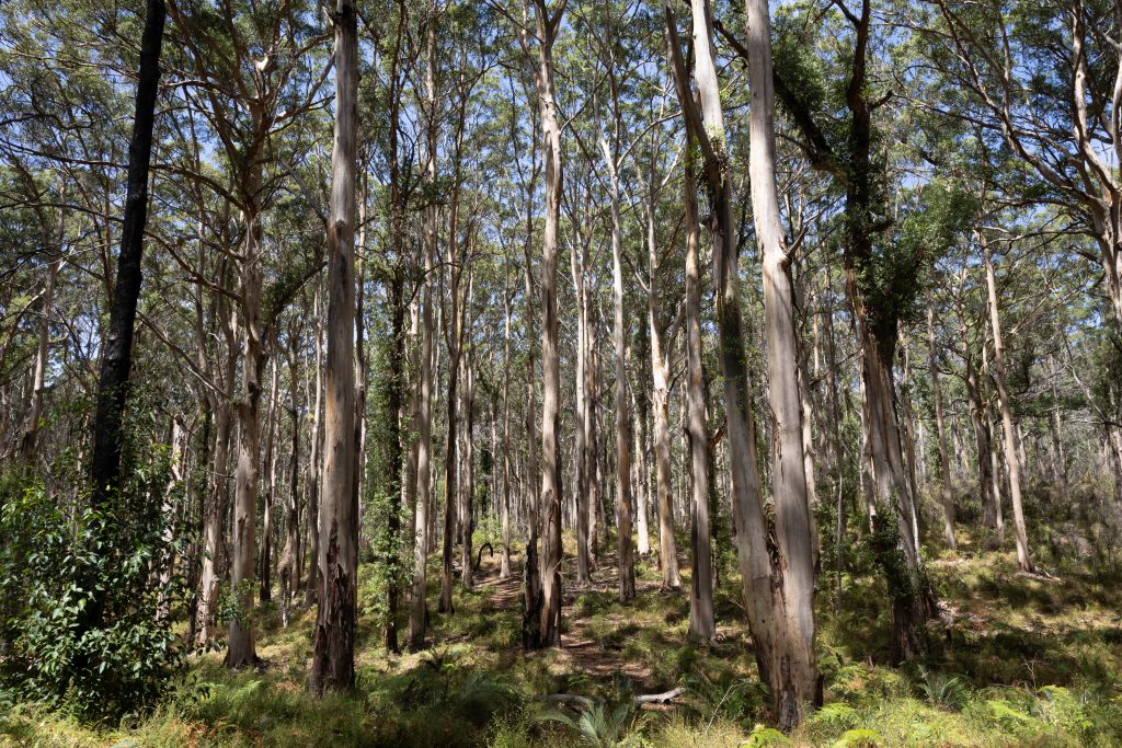 Boranup Forest - Boranup - Western Australia - Australia