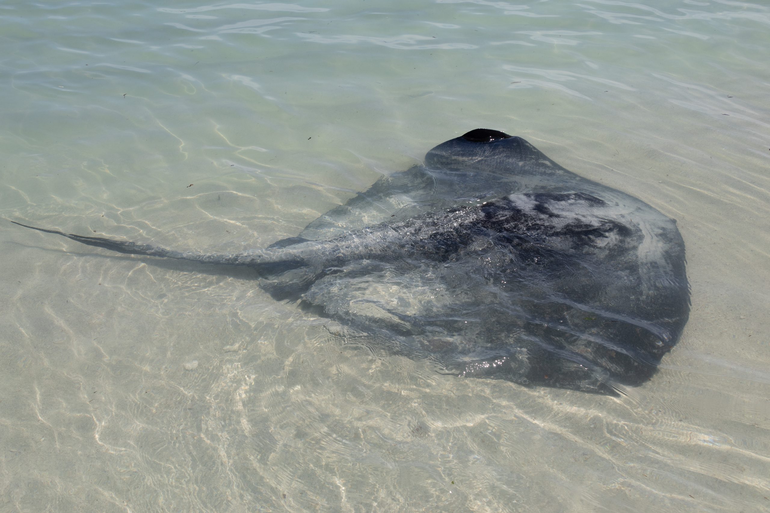 Stingray - Hamelin Bay - Western Australia - Australia
