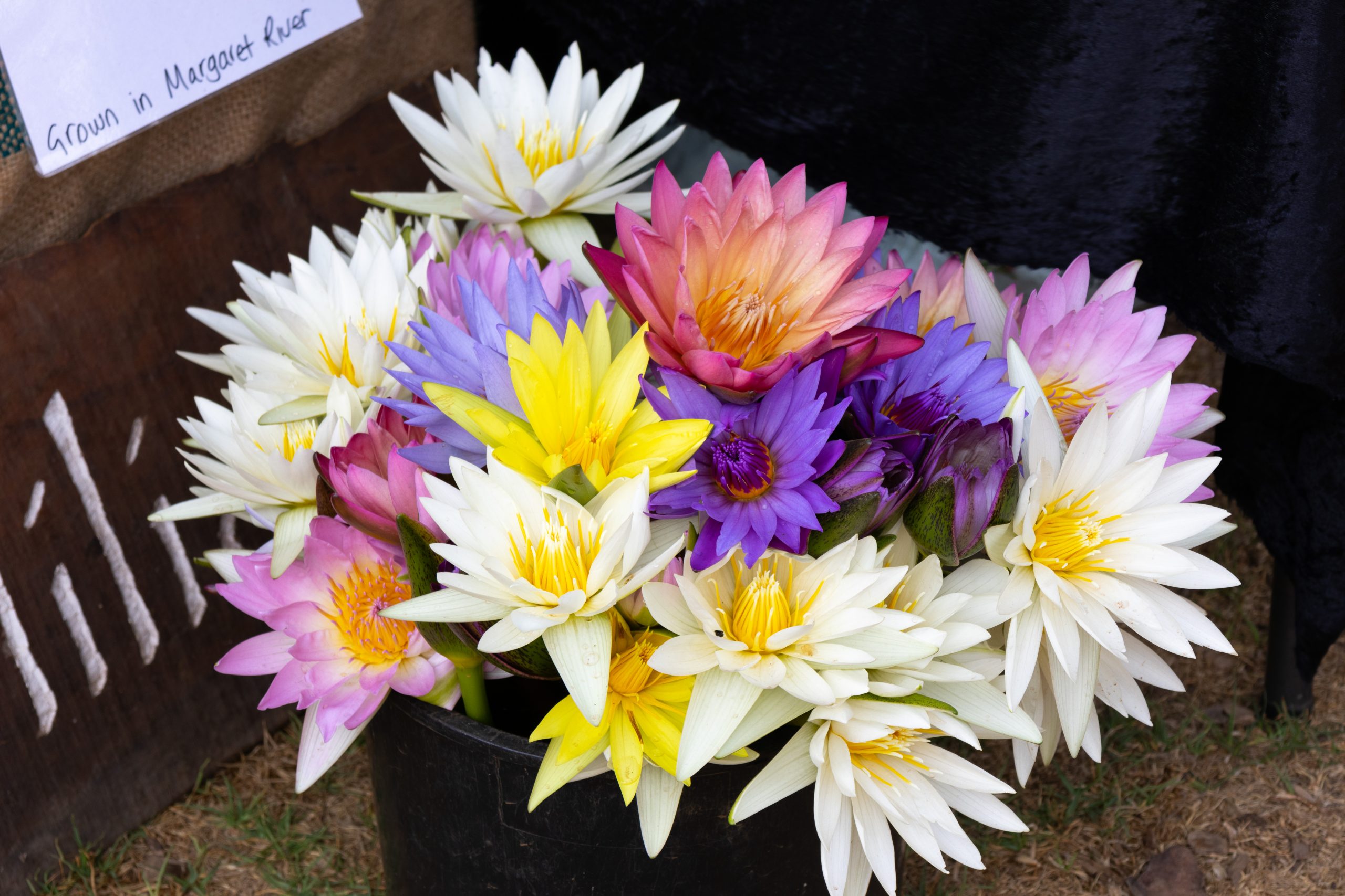 Margaret River Farmers Market - Margaret River - Western Australia - Australia