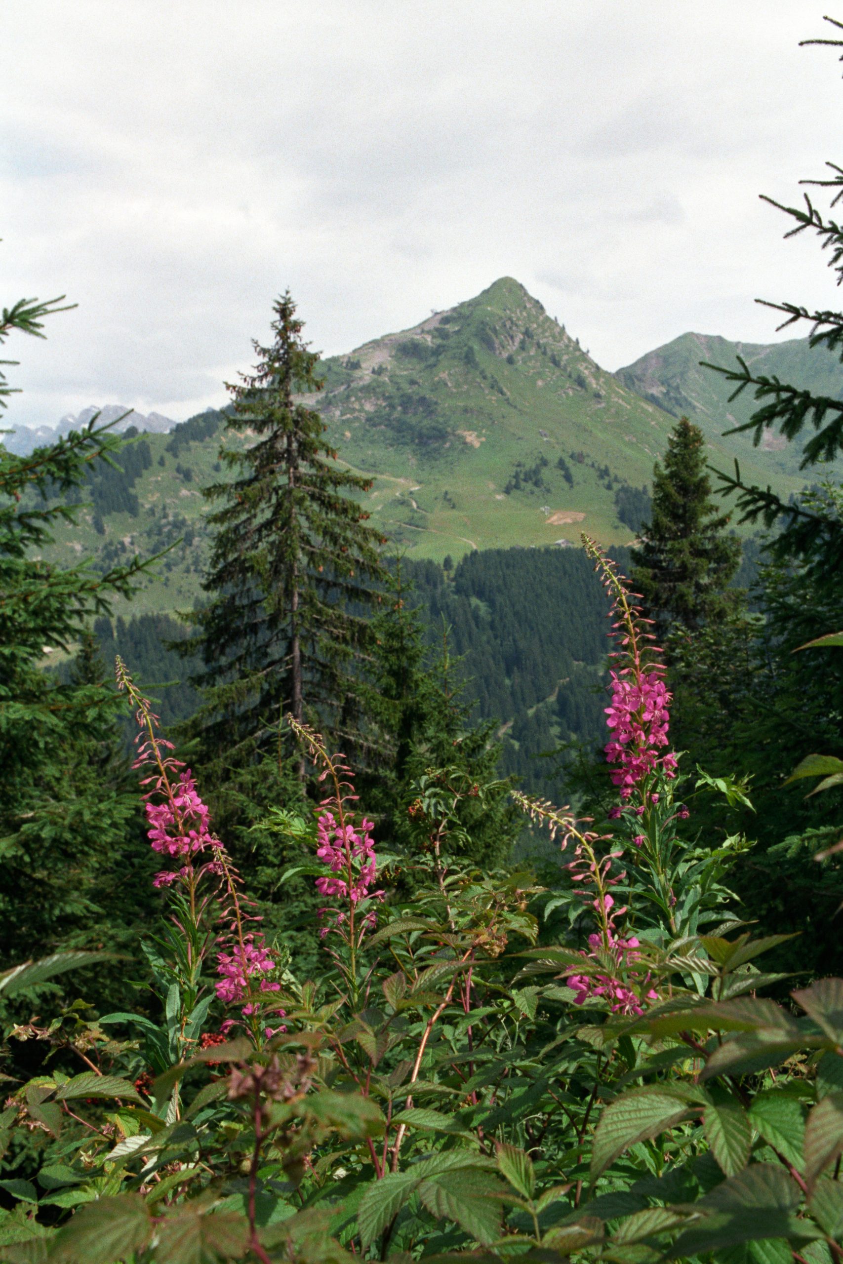-  -  - France