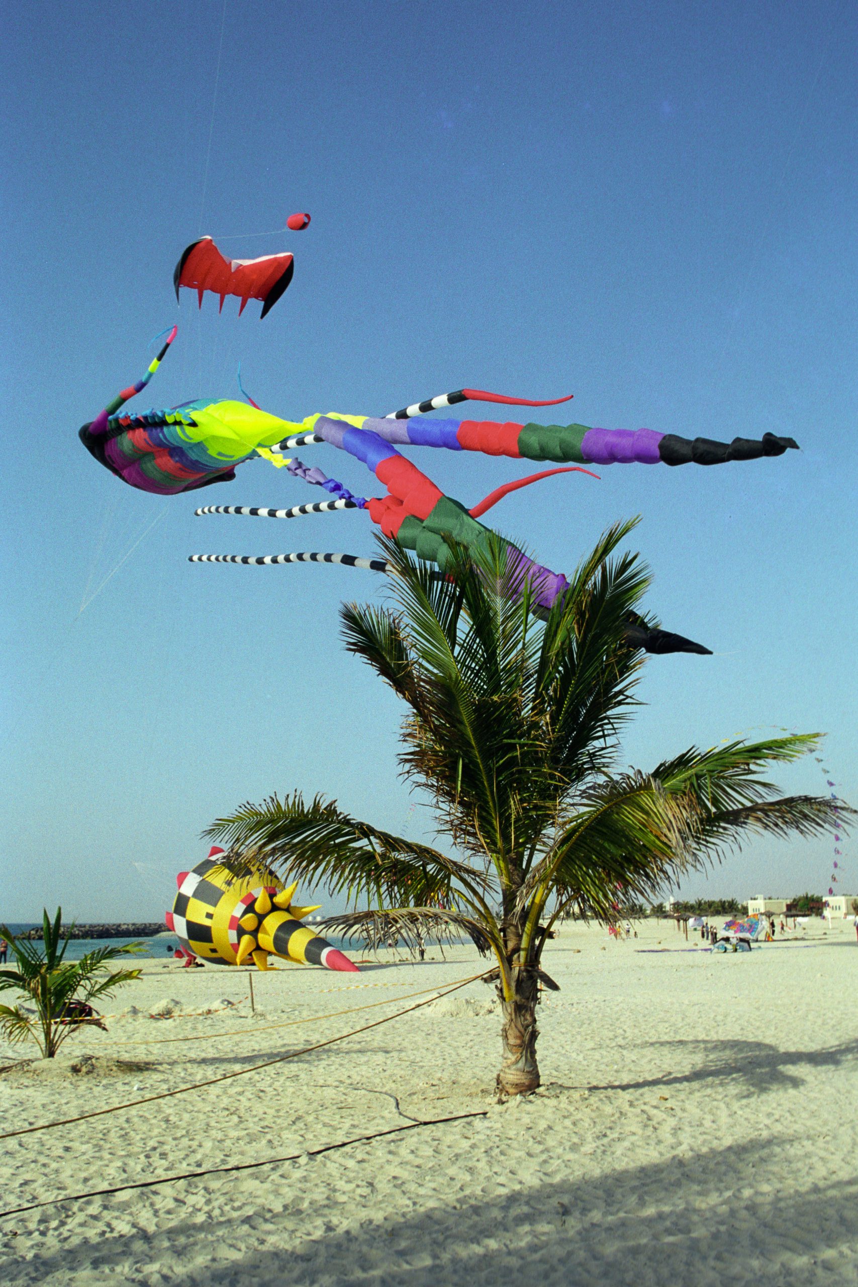 Dubai Kite Festival - Dubai - Dubai - UAE