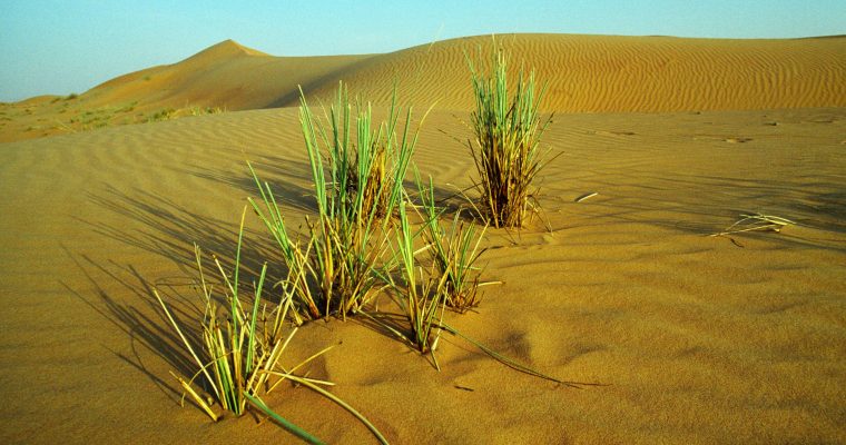 United Arab Emirates desert