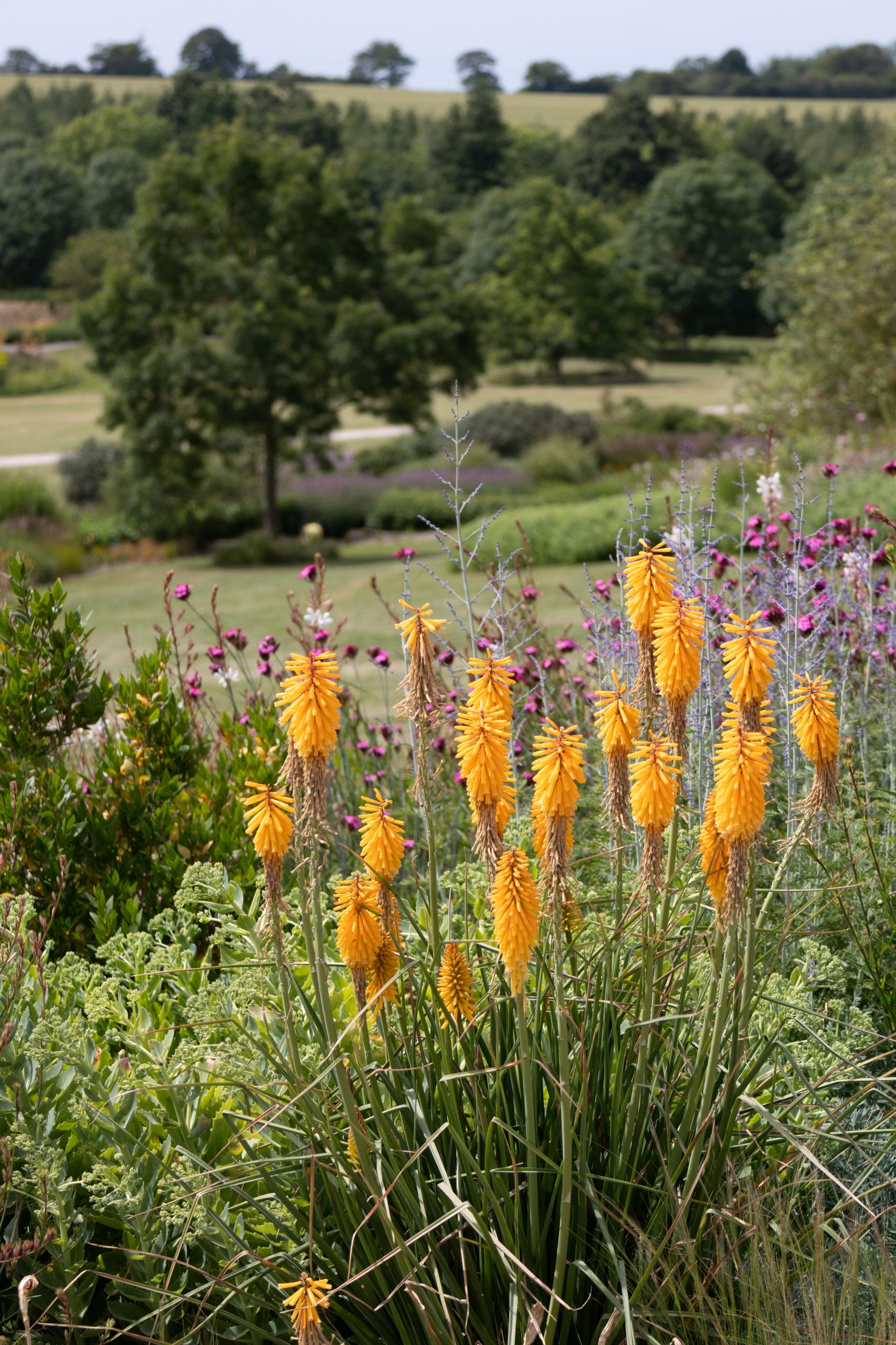 RHS Hyde Hall - Chelmsford - Essex - England