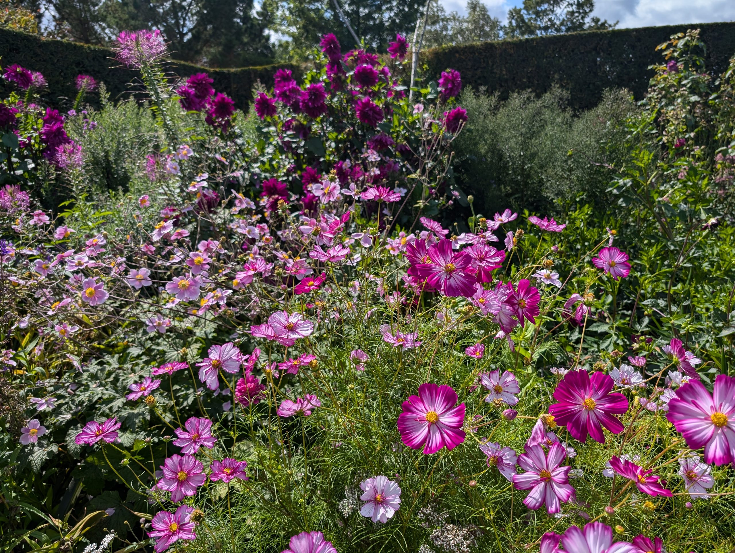 RHS Hyde Hall - Chelmsford - Essex - England