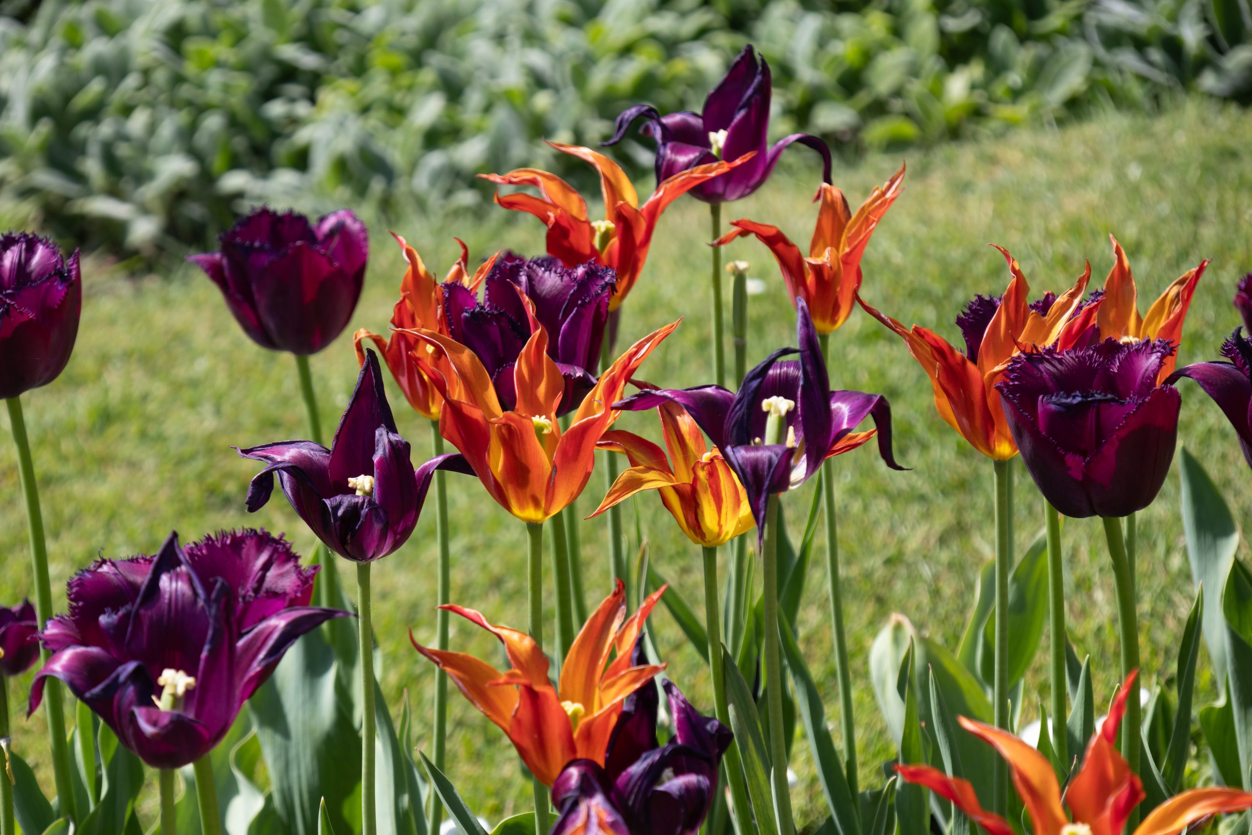 Audley End - Saffron Walden - Essex - England