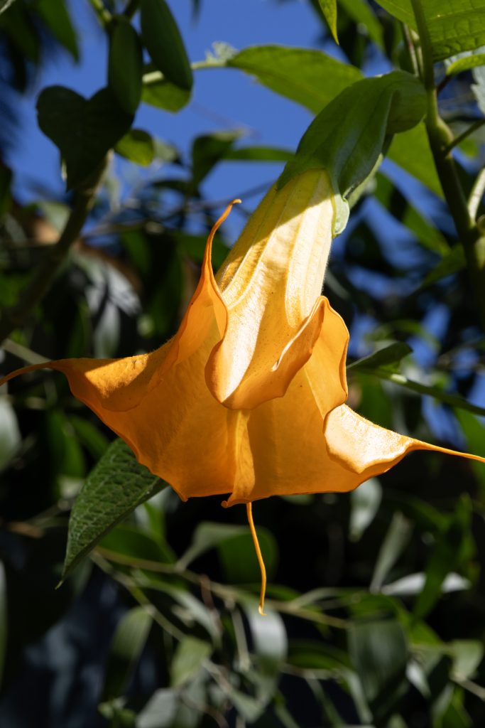 Um caminho para todos - Santana - Madeira - Portugal